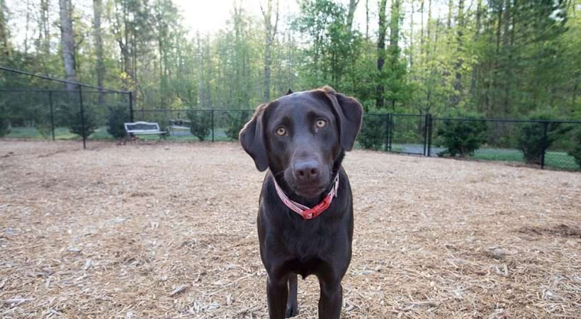 Dog in the Bark Park of Our Apartments on Hwy 55
