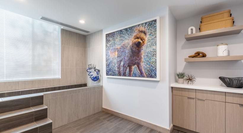 Dog Grooming Spa at Our Pentagon City Luxury Apartments
