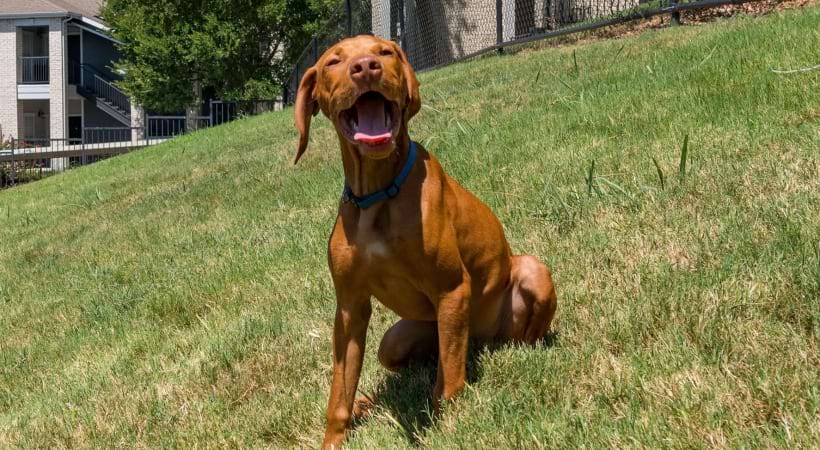 Leash-Free Bark Park