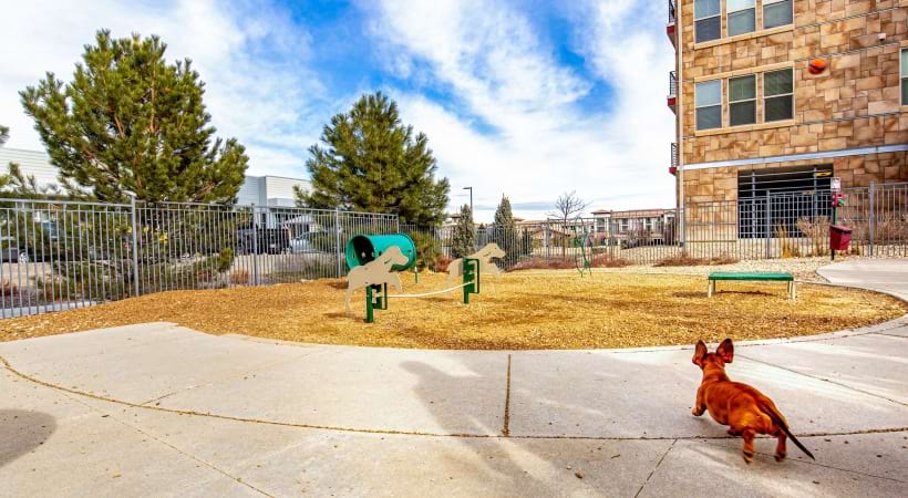 Leash-Free Bark Park at Our Pet-Friendly Apartments Near Flatirons Mall
