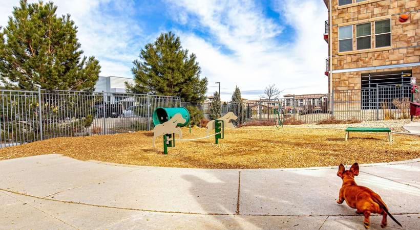 Leash-Free Bark Park