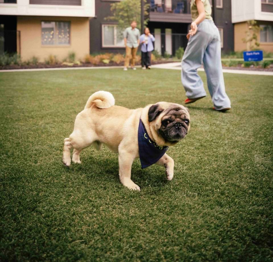 Resident Petting her Dog and Enjoying the Bark Park at Our Cortland Apartments