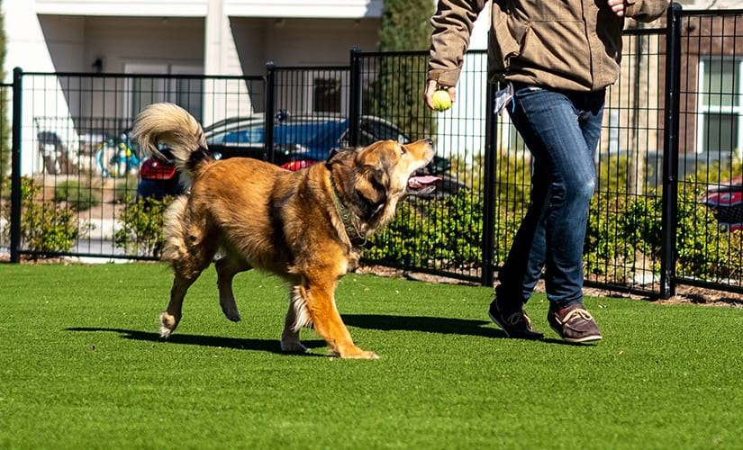 Leash-Free Bark Park